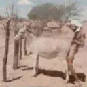 Baiseur2chevre