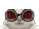 :Chat-Cru103: