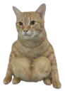 :Spidercat:
