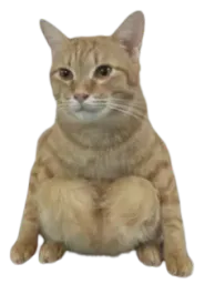:Spidercat: