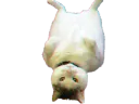 :chat_allonge: