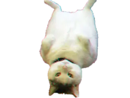 :chat_allonge:
