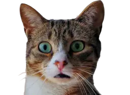 :chatchokbar: