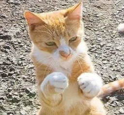 :catdecombat: