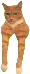 :Catorange: