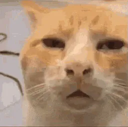 :Chat_wut:
