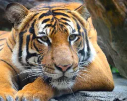 :big_cat: