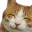Photo de profil de HappyCat