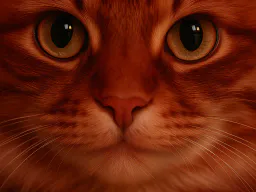 :ChatZoom8K5: