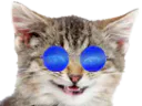 :cat_silly_bleu: