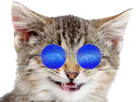 :cat_silly_bleu: