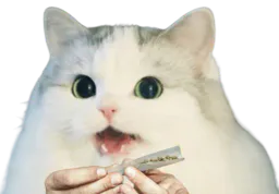 :Cattox:
