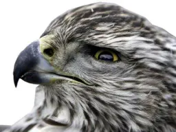 :aigle_gris: