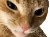 :fronce: