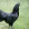 Photo de profil de BigBlackCock