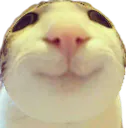 :chat_marrant_rond: