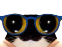 :chat_lunettes3:
