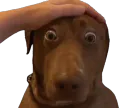 :tedditoutou: