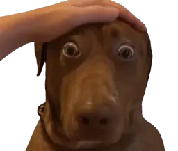 :tedditoutou:
