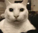 :Le_Giga_Chat: