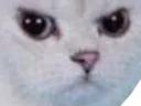 :chat_enerve_zoom: