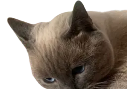 :chat_geant1: