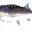 Photo de profil de Fish