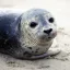 Photo de profil de LePhoque