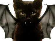 :chaton_chauve_souris:
