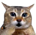 :Chat_chokextrem: