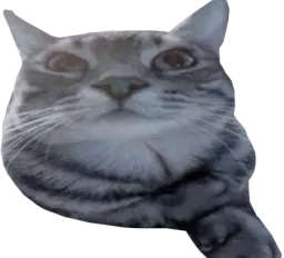 :cs_patoune: