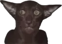 :Chat_Gobelin_miroir: