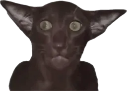 :Chat_Gobelin_miroir: