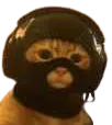 :Chat_Terro:
