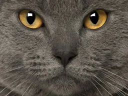 :CatZoom: