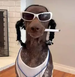 :snoopdoggydog: