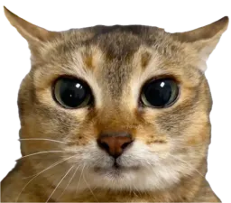:chat_conzentrazion:
