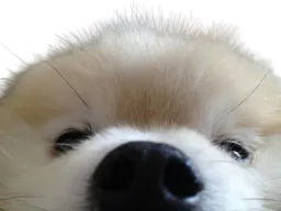 :doggo_sniff: