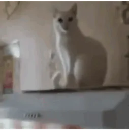:bjrcv: