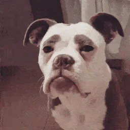 :Chien_triste: