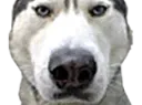 :husky:
