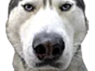 :husky: