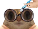 :chat_lunette_vaccin: