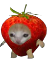 :Chat_fraise: