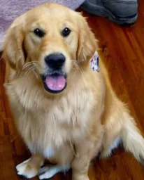 :goldendog: