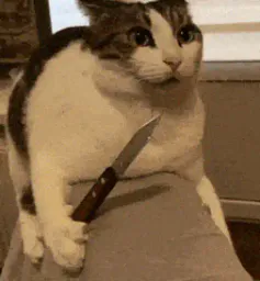 :CHAT_COUTEAU: