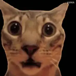 :catroar: