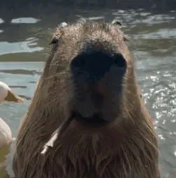 :capibara_ou_capybara: