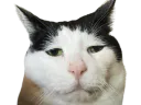 :chat_vieux:
