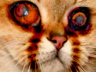 :Chat_effrayant: